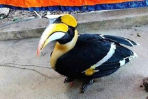 Chim hồng hoàng quý hiếm bay vào nhà dân