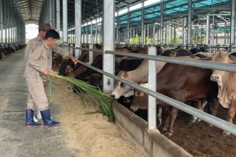 Nông nghiệp Hòa Phát sắp IPO 30 triệu cổ phiếu