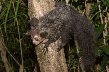 Con người “đe dọa” sẽ xóa sổ hơn 50 tỷ năm lịch sử tiến hóa