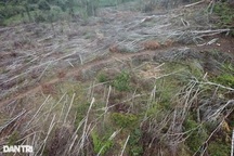 Xót xa hình ảnh những khoảng rừng bị "hạ trắng", cây rừng nằm la liệt!