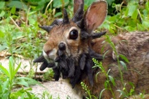 Thỏ "mọc sừng" kỳ dị vì virus: Giới khoa học cảnh báo