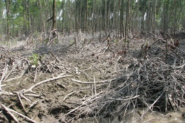 Rừng phòng hộ bị chặt phá không thương tiếc