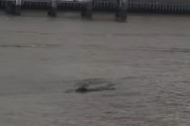 Quay được video “thủy quái” xuất hiện trên sông Thames