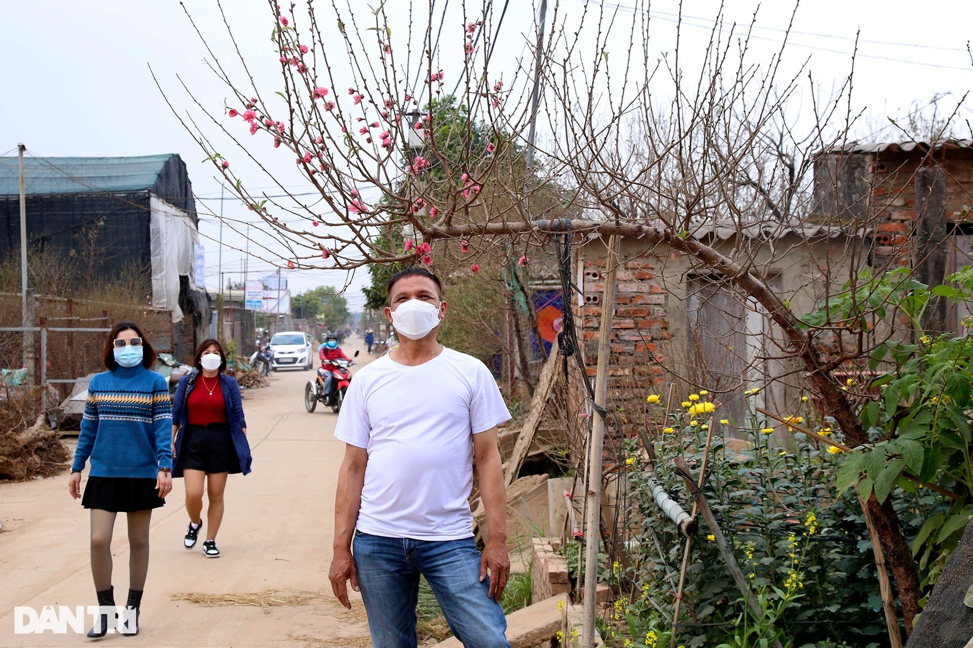 Nhật Tân rực sắc hoa đào đón Tết Nhâm Dần - 9