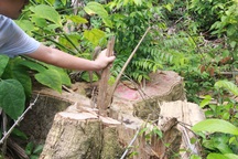 Khởi tố Hạt trưởng Hạt kiểm lâm sau loạt bài của báo Dân trí!