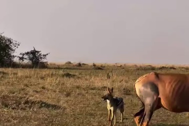 Số phận bi thảm của linh dương non vừa chào đời