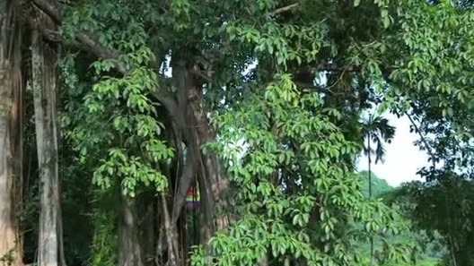 Kỳ lạ “cây đa biết đi” nghìn năm tuổi tại Ninh Bình