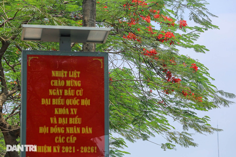 Phố phường Hà Nội rực rỡ sắc hoa phượng đỏ tháng 5 - 3 Phố phường Hà Nội rực rỡ sắc hoa phượng đỏ tháng 5 - 3