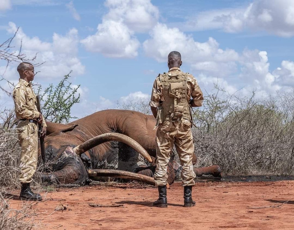 Thi thể của voi siêu ngà Lugard. Con voi này qua đời ở tuổi 53 vì lý do tự nhiên (Ảnh: Tsavo Trust). Thi thể của voi siêu ngà Lugard. Con voi này qua đời ở tuổi 53 vì lý do tự nhiên (Ảnh: Tsavo Trust).