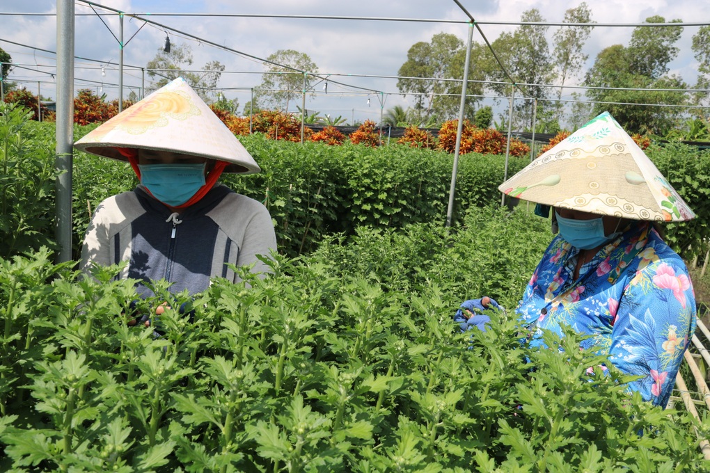 Nông dân Đồng Tháp thấp thỏm mùa hoa Tết - 2 Nông dân Đồng Tháp thấp thỏm mùa hoa Tết - 2
