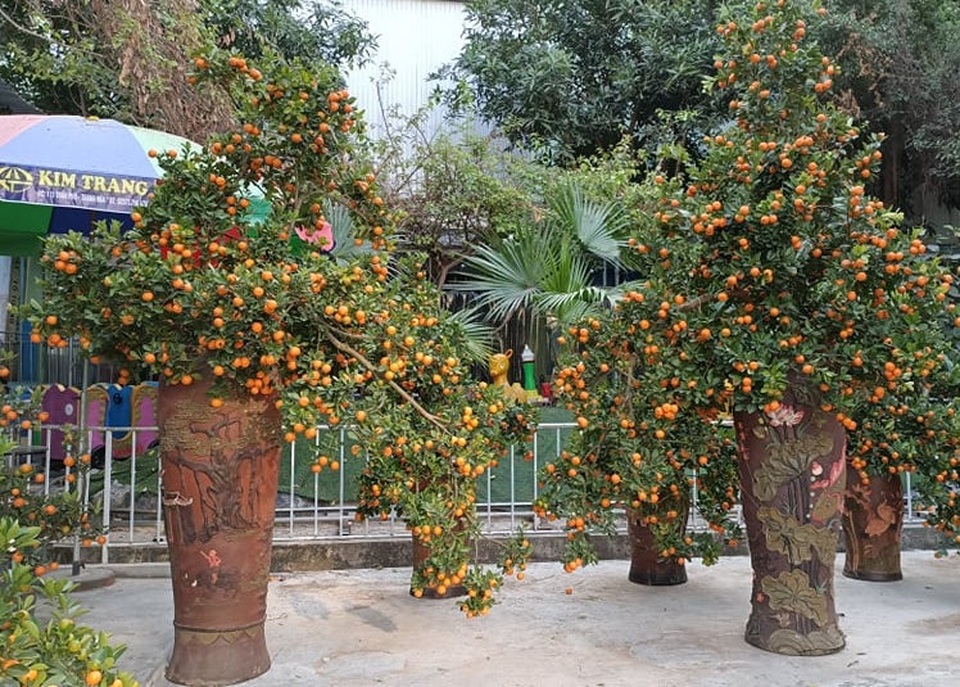 Bưởi cảnh, quất thế hàng chục triệu đồng rục rịch xuống phố - 5 Bưởi cảnh, quất thế hàng chục triệu đồng rục rịch xuống phố - 5
