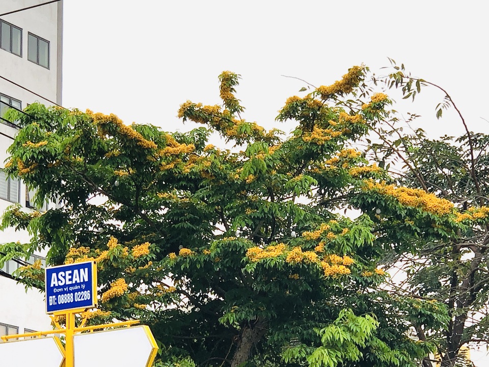 Mùa hoa Giáng Hương rực rỡ thành Vinh - 2 Mùa hoa Giáng Hương rực rỡ thành Vinh - 2