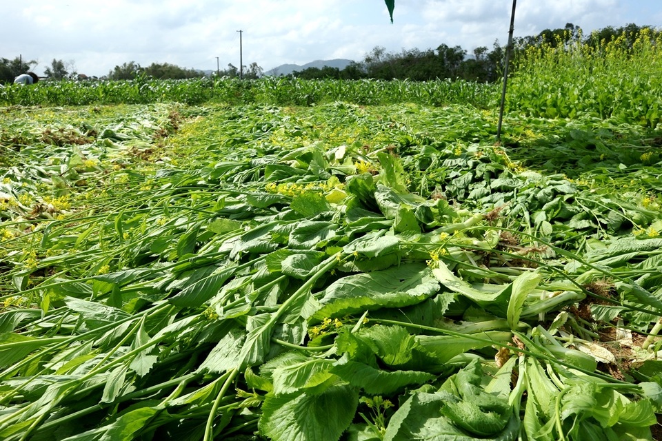 Sau Tết, rau củ rớt giá thảm hại, nông dân đỏ mắt ngóng thương lái - 7