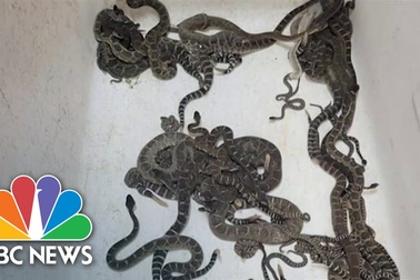 Phát hiện 90 con rắn trong một ngôi nhà