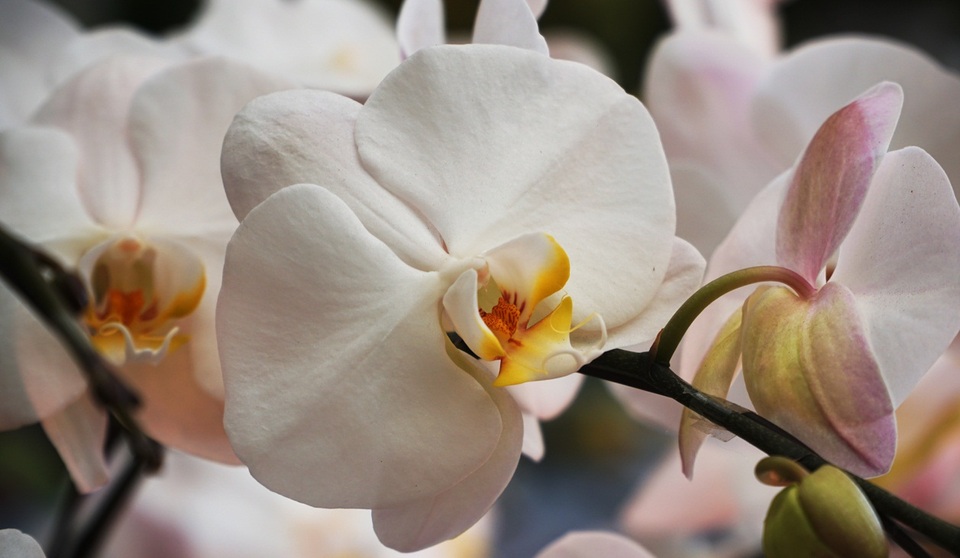 Hoa lan hồ điệp giá hàng chục triệu đồng xuống phố phục vụ Tết - 6