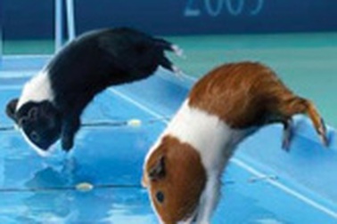 Sôi động Olympics dành cho… chuột lang