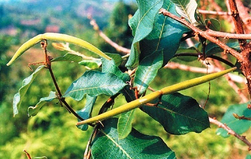 Chăm sóc tóc đúng cách từ thảo mộc tự nhiên dễ hay khó - 1 Chăm sóc tóc đúng cách từ thảo mộc tự nhiên dễ hay khó - 1