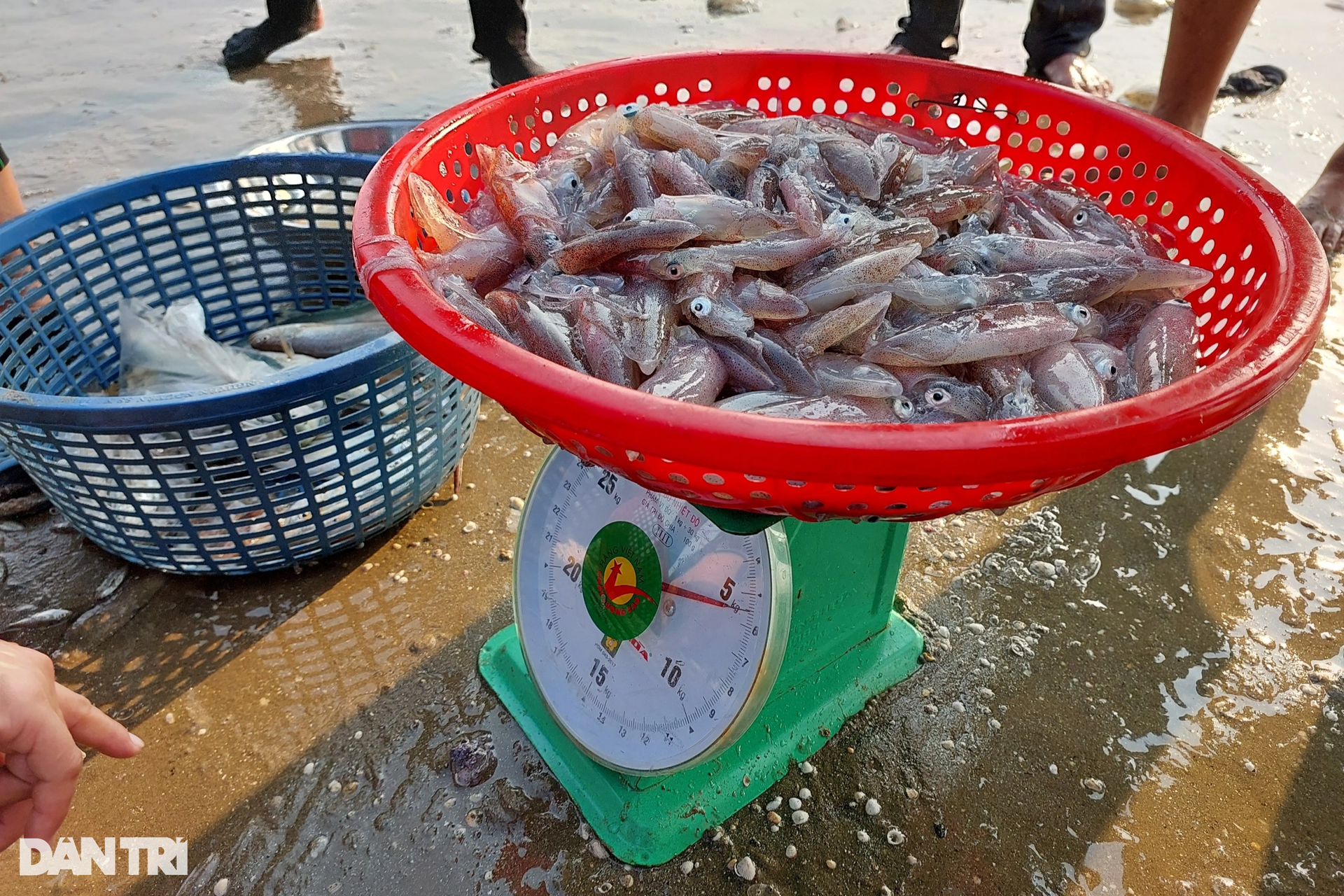 Nhóm người tập thể dục trên bãi biển cũng mang về hàng chục ký mực tươi - 11 Nhóm người tập thể dục trên bãi biển cũng mang về hàng chục ký mực tươi - 11