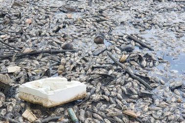 Cả chung cư khốn đốn vì hàng ngàn con cá chết bốc mùi nồng nặc