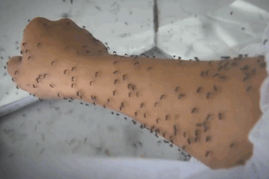 Lạ lùng nghề ngồi im cho muỗi đốt, hàng trăm con bâu đen kịt tay ở Hà Nội