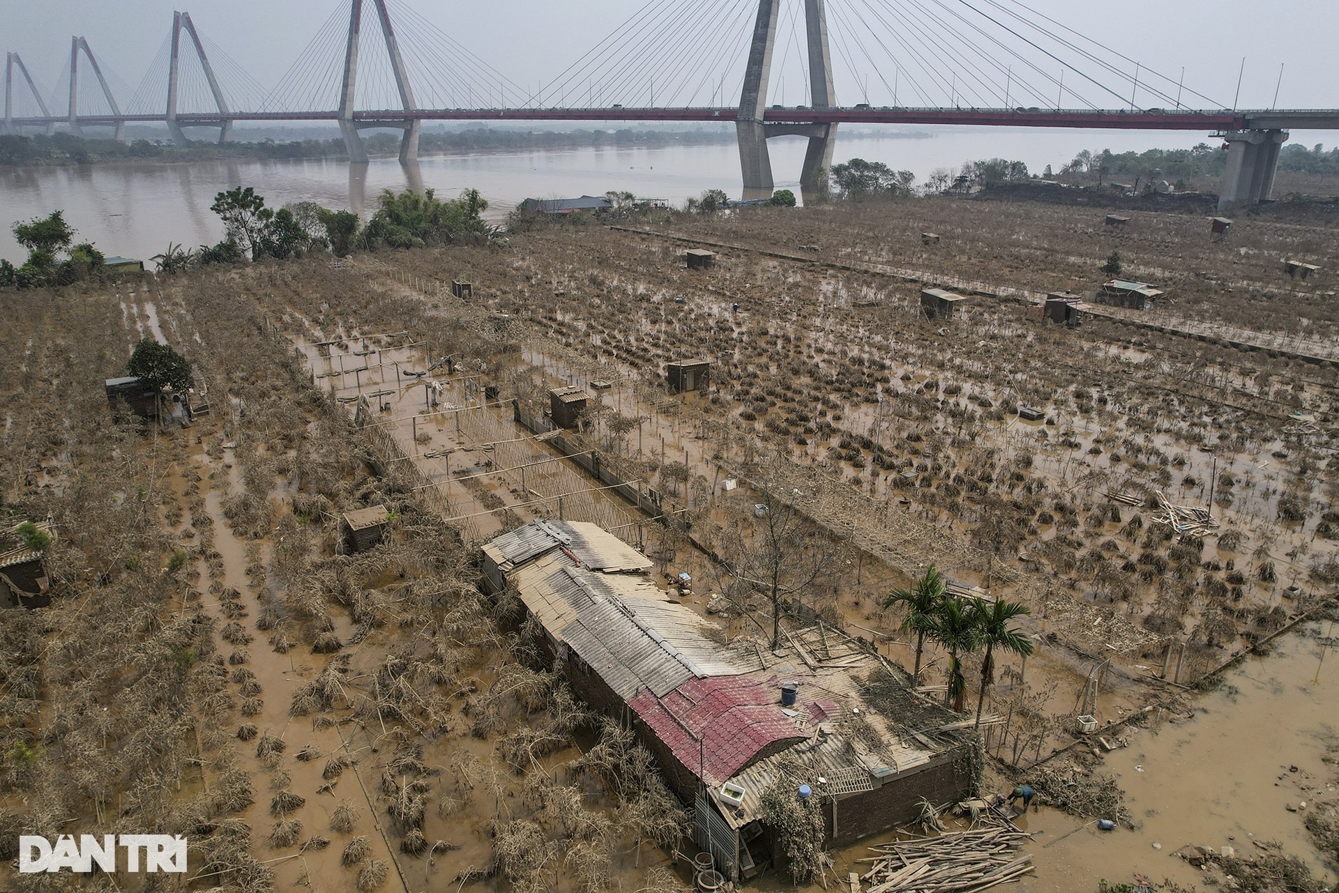 View - Hanoi peach farmers suffer big losses due to Storm Yagi | DTiNews - Dan Tri International, the news gateway of Vietnam