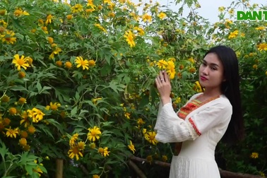 Hoa dã quỳ đẹp ngất ngây ngay giữa lòng Hà Nội