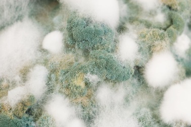 Sự nóng lên toàn cầu đang gắn liền với một dịch bệnh mới?