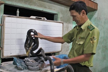 Xử phạt chủ nuôi để rắn gây náo loạn khu dân cư