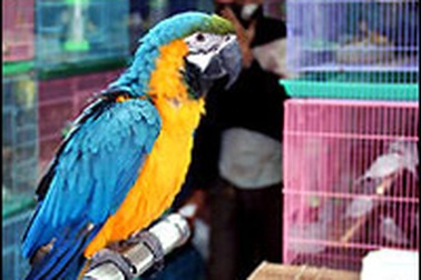 EU cấm nhập khẩu chim hoang dã