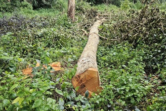 Nhiều cây xà cừ gần hồ nước nổi tiếng Sóc Trăng bị đốn chưa rõ nguyên nhân