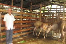 Hai nông dân miền Tây thu nhập hàng trăm triệu nhờ nuôi nai