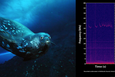 Bí ẩn tiếng ồn siêu âm của hải cẩu tạo dưới nước chưa có lời giải