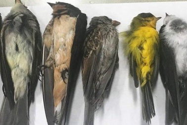 Hàng triệu con chim đột ngột chết bí ẩn ở Mỹ