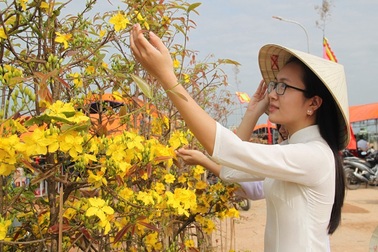 Mãn nhãn với những tuyệt phẩm “đại lão mai” ở Bình Định
