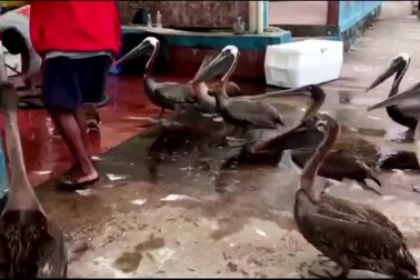 Đàn bồ nông đói khát nhưng vẫn "lịch sự" xếp hàng trước quầy cá chờ xin ăn