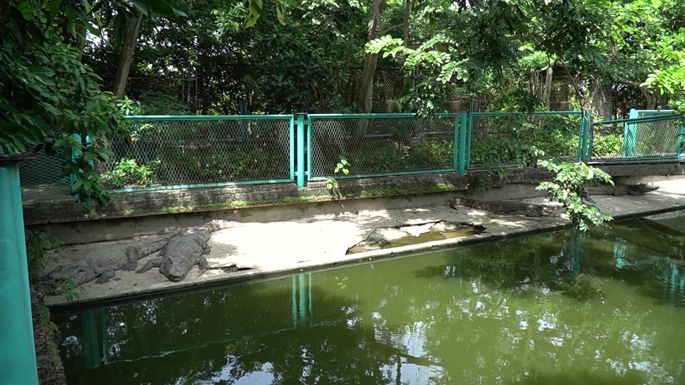 Trại cá sấu lớn nhất miền Bắc lao đao vì Covid-19 - 2 Trại cá sấu lớn nhất miền Bắc lao đao vì Covid-19 - 2