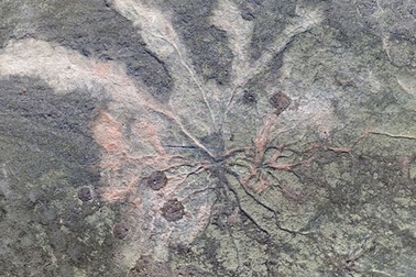 Khu rừng hóa thạch lâu đời nhất thế giới vừa được tìm thấy ở New York