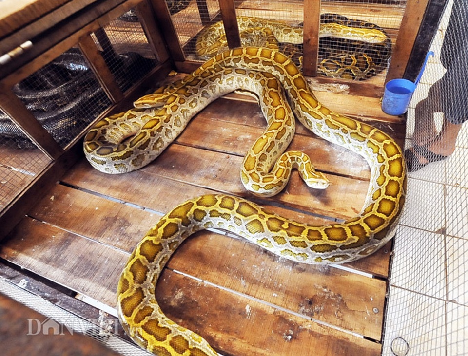 Đột nhập trại nuôi la liệt loài trăn đột biến khủng ở miền Tây - 7 Đột nhập trại nuôi la liệt loài trăn đột biến khủng ở miền Tây - 7