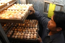 Một quả trứng năm lần đóng phí