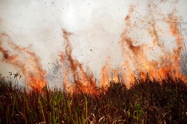 Con người đã hủy diệt thiên nhiên kinh khủng như thế này