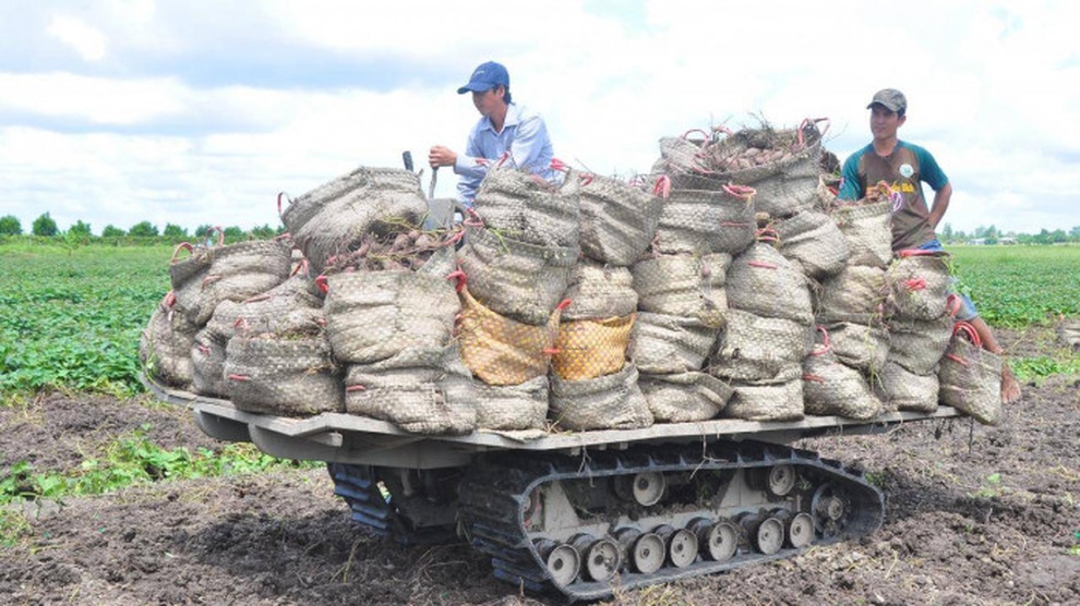 Được 12 đơn vị giải cứu, giá khoai lang tím Nhật vẫn chỉ 1.000 đồng/kg - 2 Được 12 đơn vị giải cứu, giá khoai lang tím Nhật vẫn chỉ 1.000 đồng/kg - 2