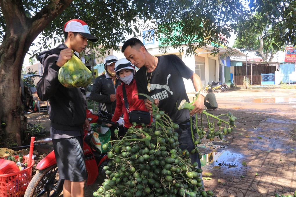 Cau tăng giá kỷ lục, nông dân đổ xô mua giống, chính quyền khuyên cẩn trọng - 2