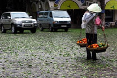 Hà Nội: Khổ vì lá