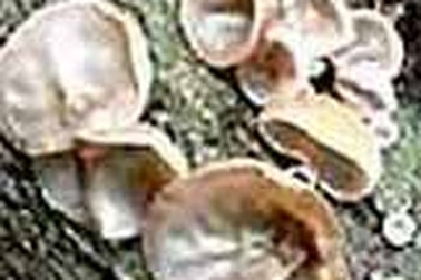 Chữa bệnh bằng mộc nhĩ 