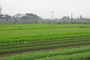 Những cánh đồng rau sạch mơn mởn đón Tết