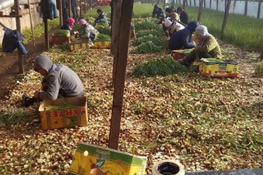  Cùng cực ngày về 