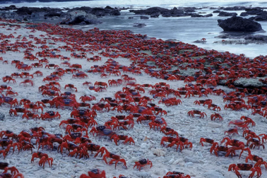 10 hòn đảo quái dị và bí ẩn trên khắp thế giới