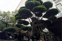 Cây mai 500 tuổi "siêu độc": Đại gia đổi cả Camry không bán