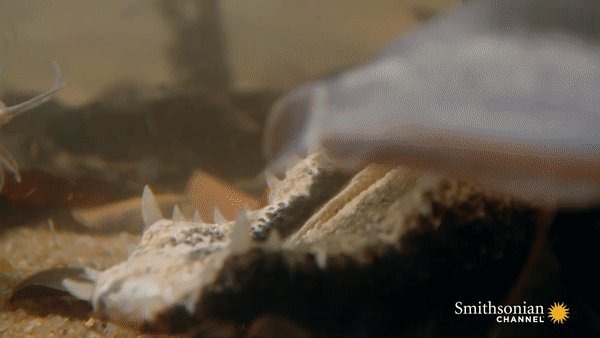 Cá sấu nhịn thở hàng giờ dưới nước, nằm bất động dụ con mồi chui vào miệng - 4