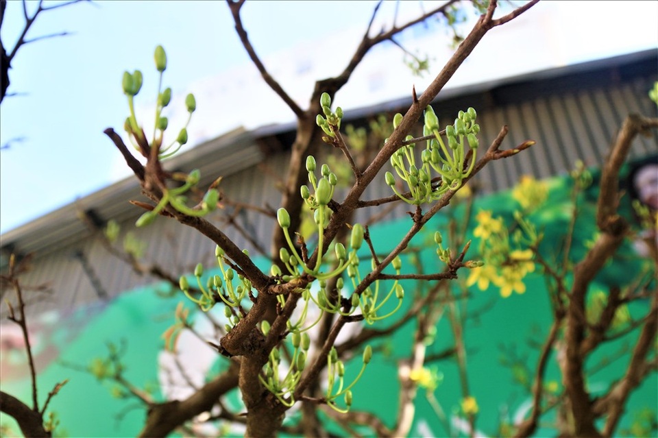 Cây khế 19 thân cực kỳ hiếm, khách trả hơn 300 triệu đồng vẫn chưa bán - 9 Cây khế 19 thân cực kỳ hiếm, khách trả hơn 300 triệu đồng vẫn chưa bán - 9